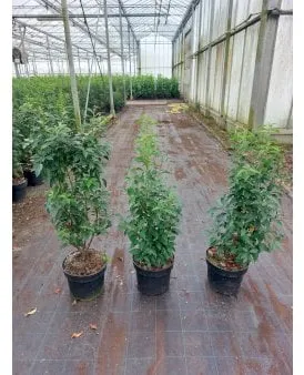 Portugalinlaakerikirsikka